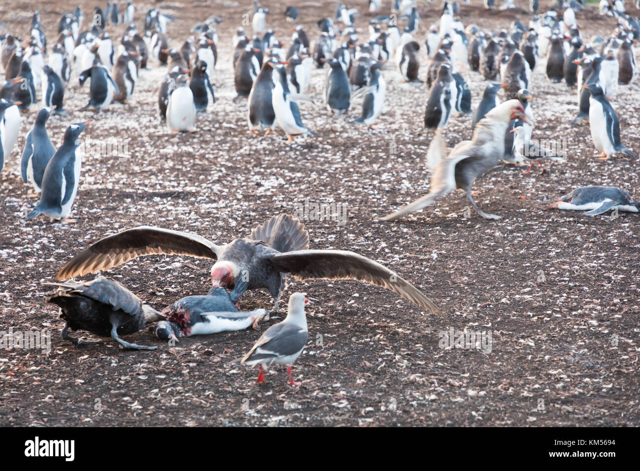 Petrel Eating Penguin High Resolution Stock Photography and Images - Alamy