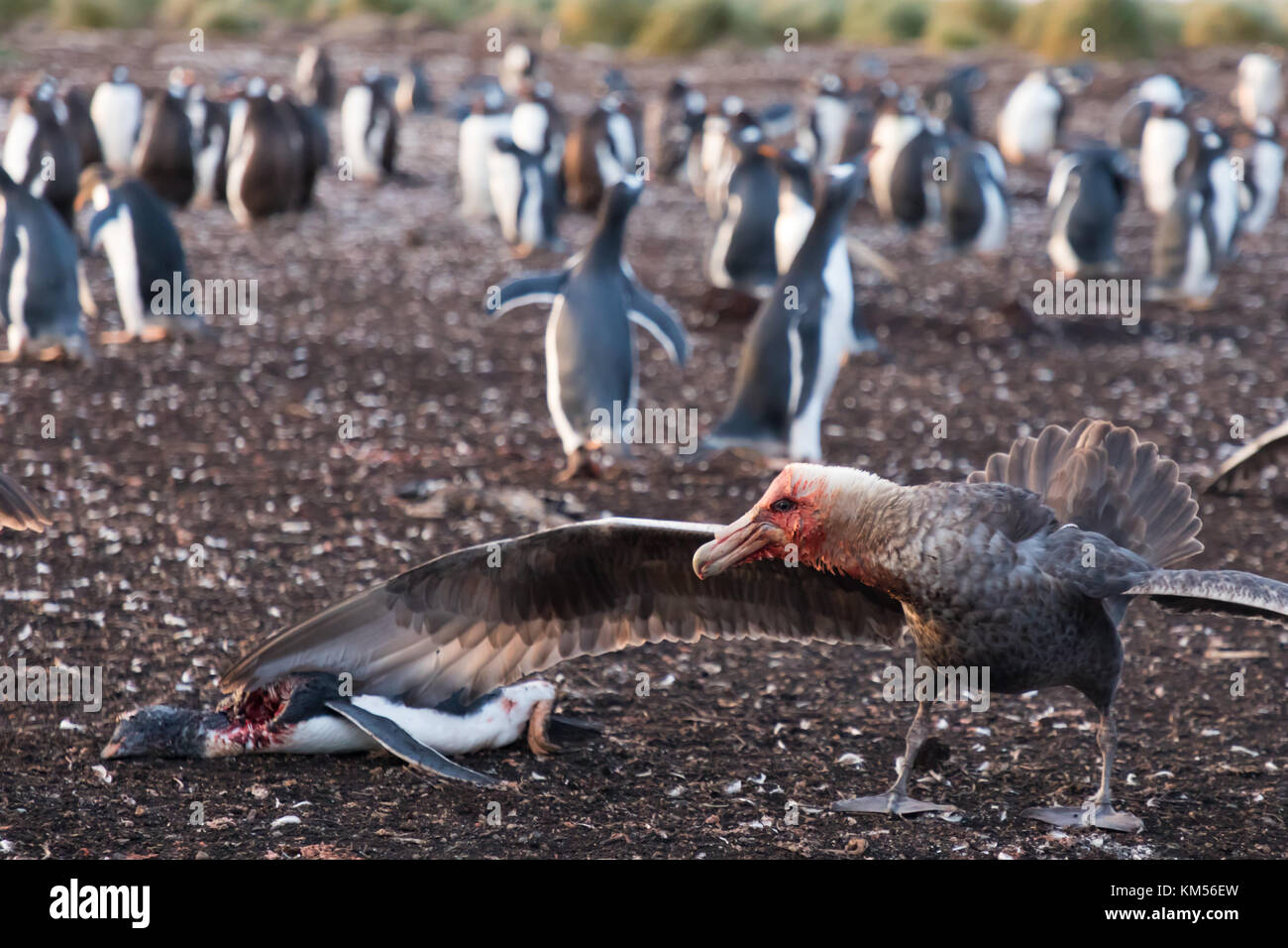 Petrel eating hi-res stock photography and images - Alamy