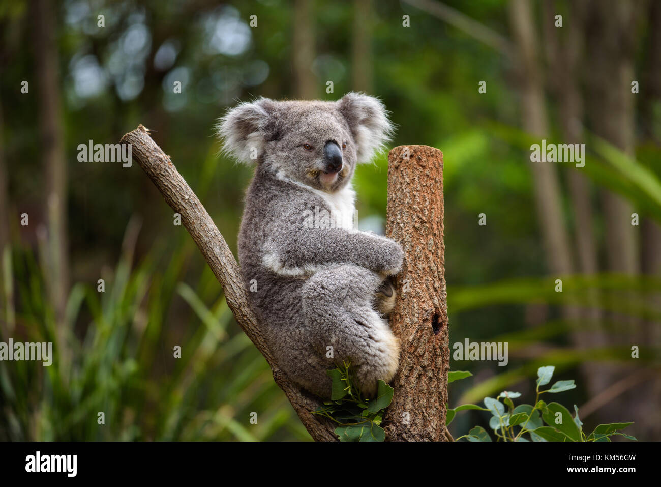 Koala on eucalyptus tree in Australia Stock Photo