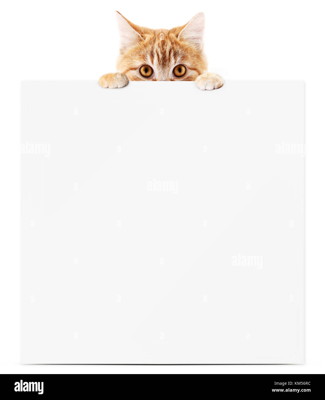 funny pet cat showing a placard isolated on white background blank template and copy space Stock Photo