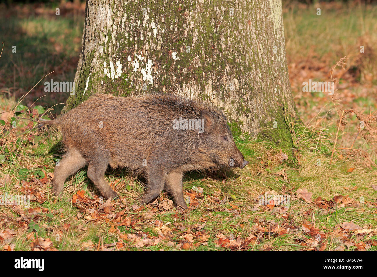 Young Wild Boar in the Forest of Dean Stock Photo