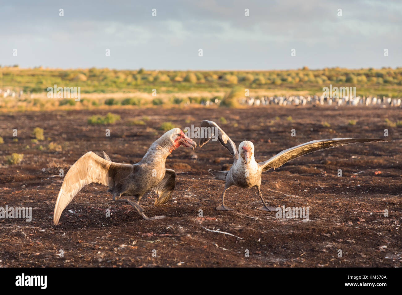 Petrel eating penguin hi-res stock photography and images - Alamy