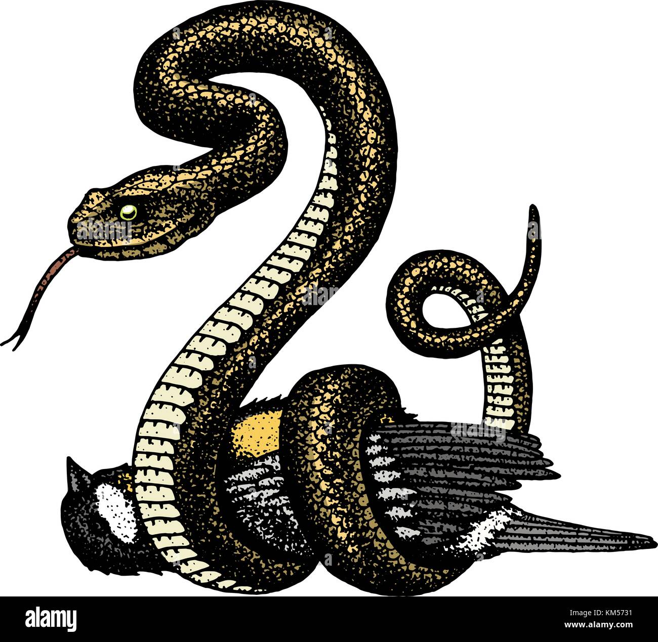 coiled rattlesnake drawing realism