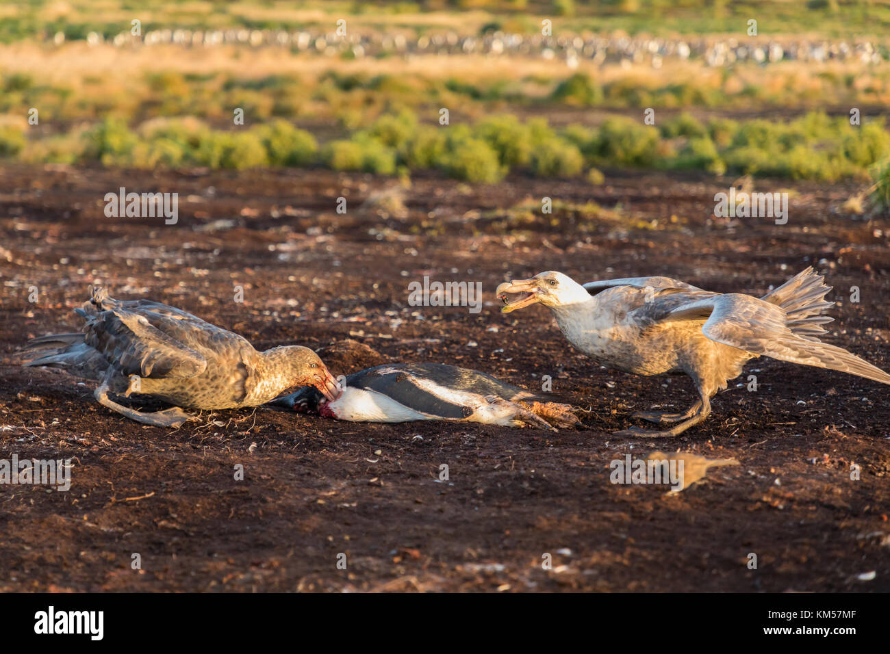 Petrel Eating Penguin High Resolution Stock Photography and Images - Alamy