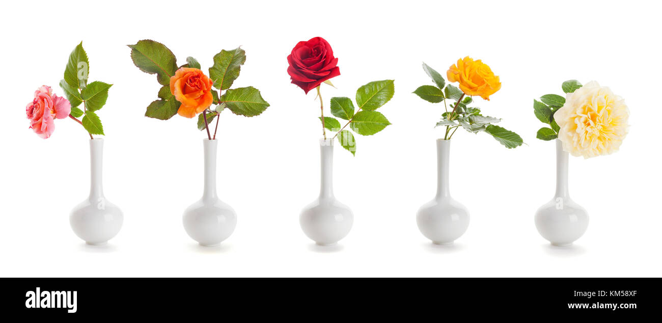 Five roses of different colors in small, vases isolated on white ...