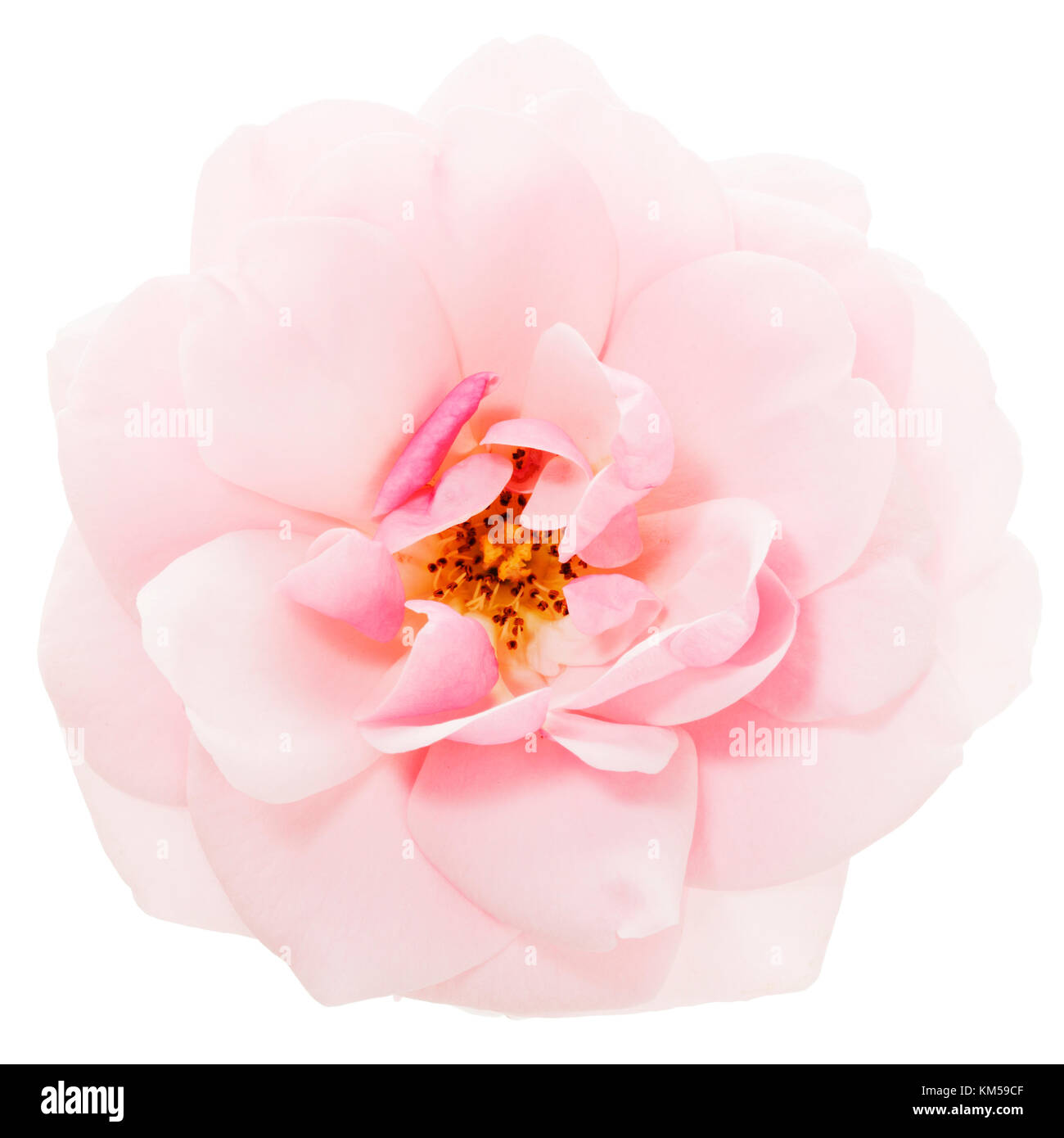 bright pink rose blossom isolated with clipping path Stock Photo