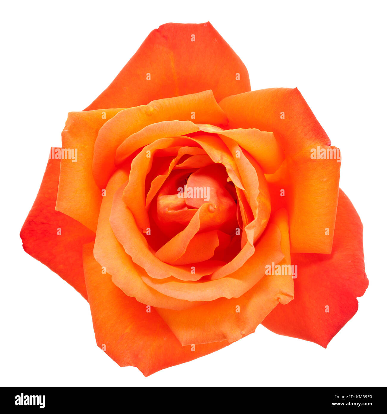 vibrant orange rose blossom isolated with clipping path Stock Photo