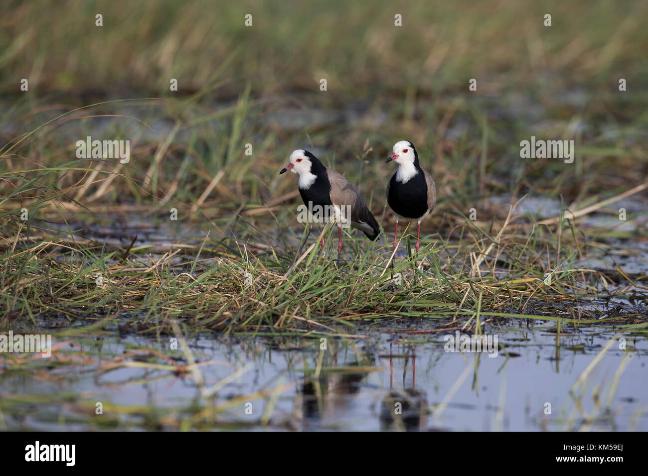 A pair of long-toed Lapwing Vanellus crassirostris standing on wetland alongside the Chobe river in Botswana Stock Photo