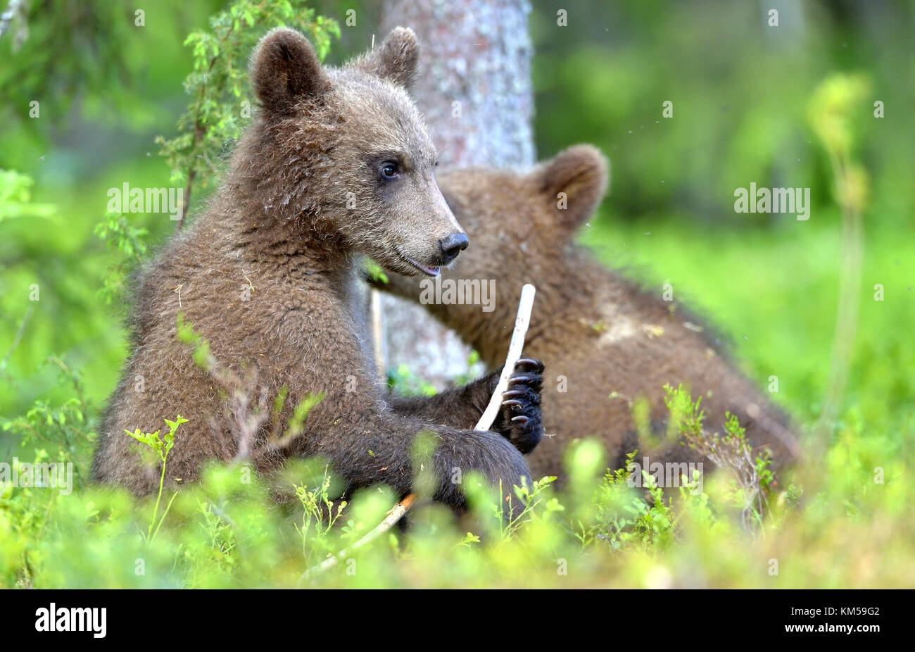 Cubs of Brown bear (Ursus Arctos Arctos) in the summer forest. Natural ...