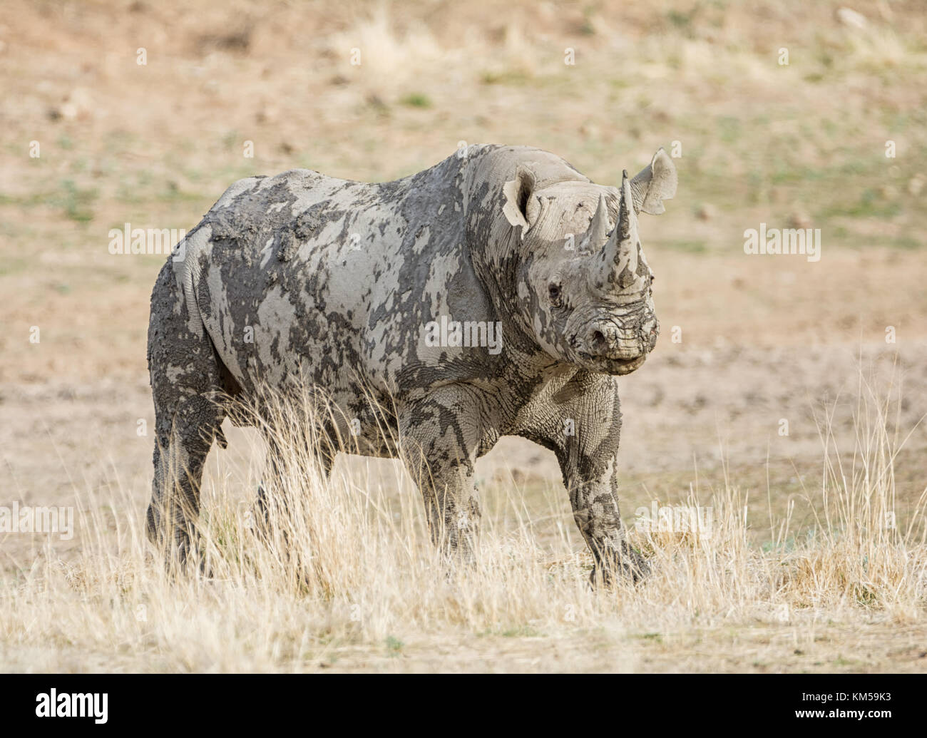 A Black Rhinoceros in Southern African savanna Stock Photo - Alamy