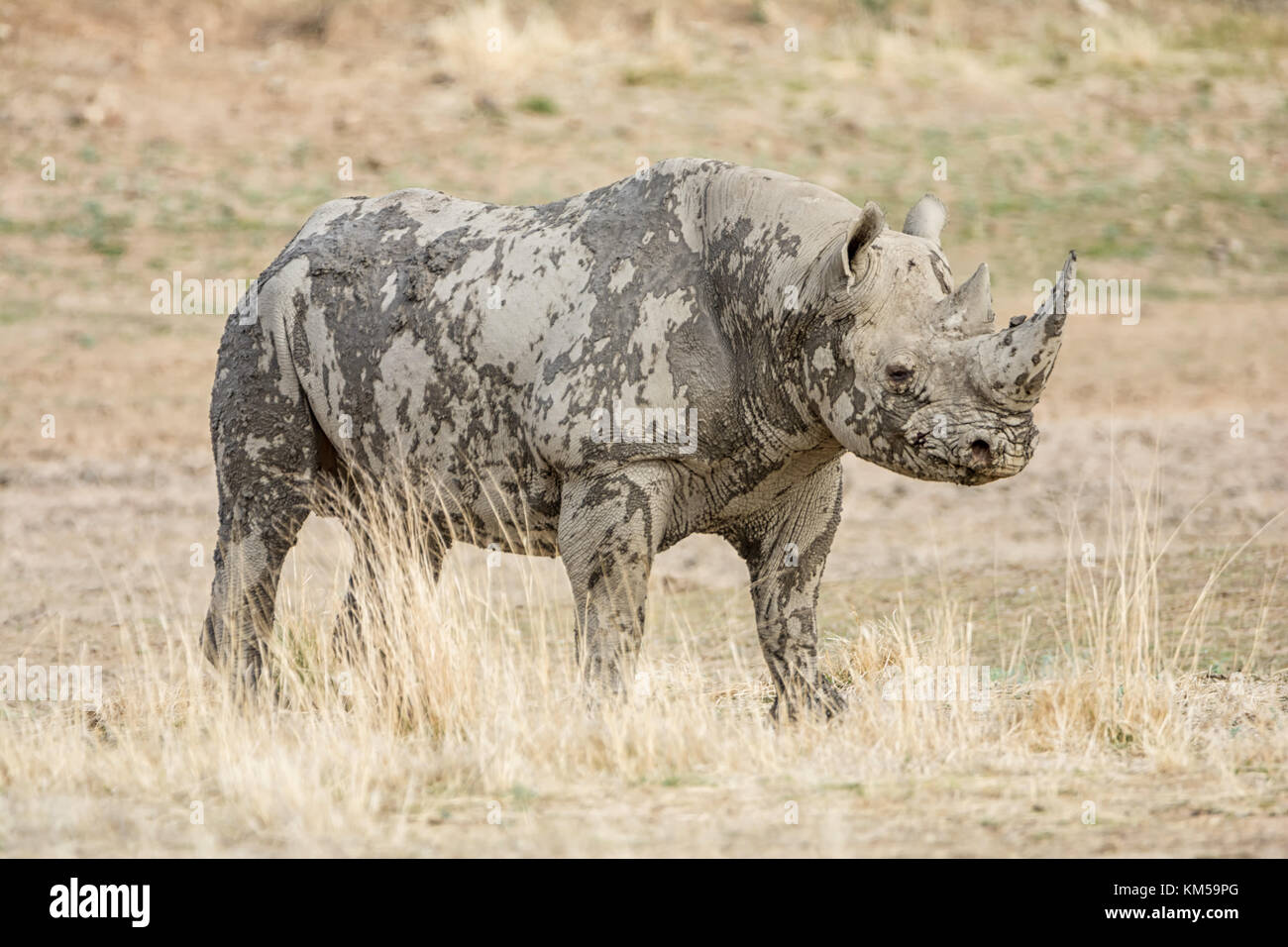 A Black Rhinoceros in Southern African savanna Stock Photo - Alamy