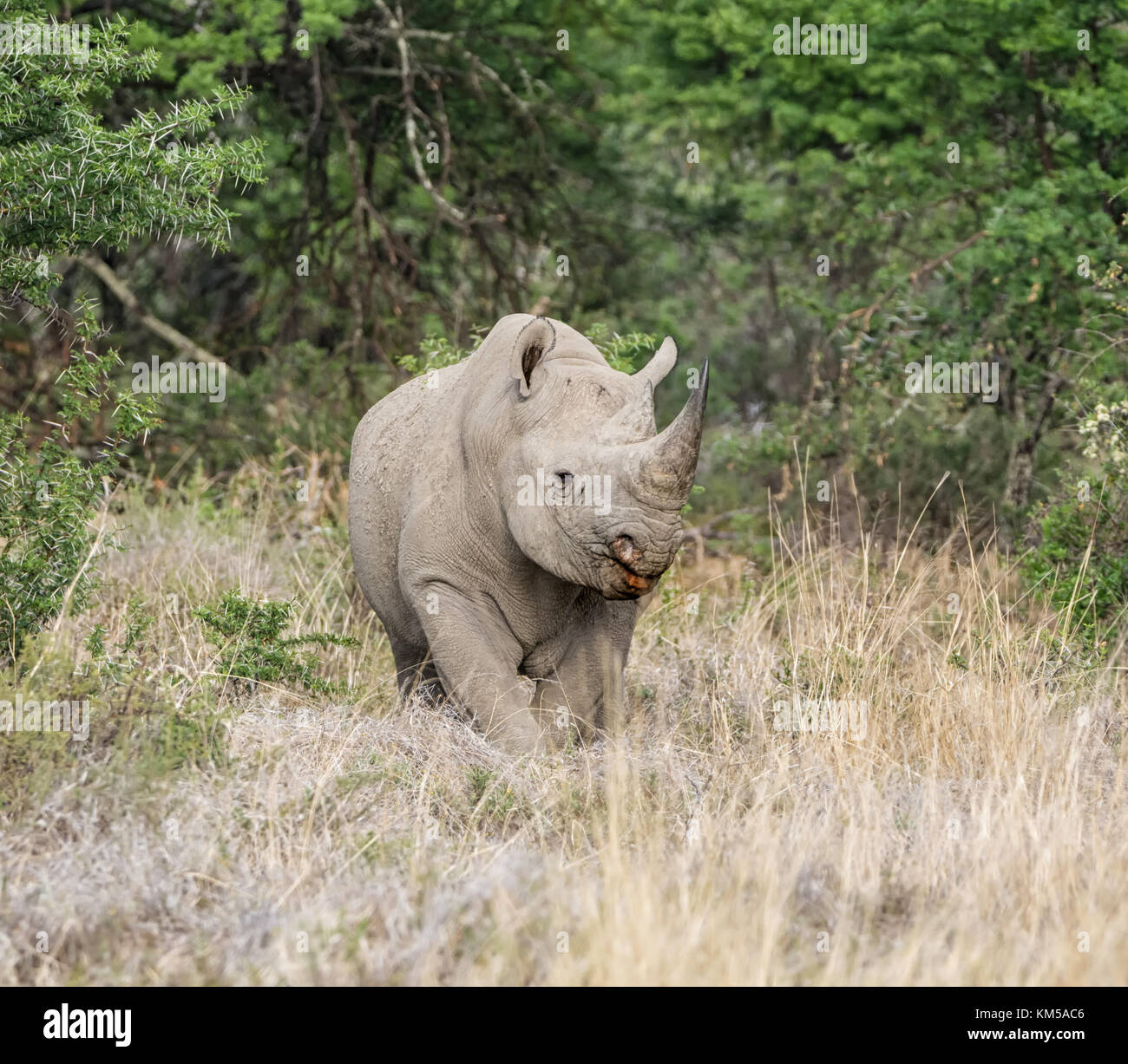A Black Rhinoceros in Southern African savanna Stock Photo - Alamy