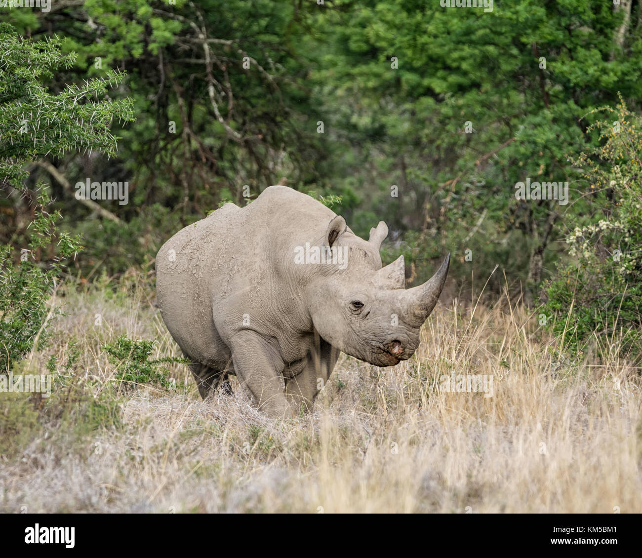 A Black Rhinoceros in Southern African savanna Stock Photo - Alamy