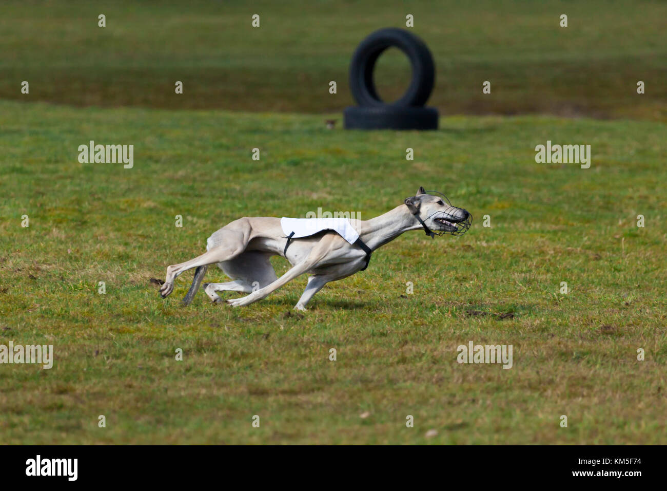 Magyar Agar race dog at coursing contest Stock Photo