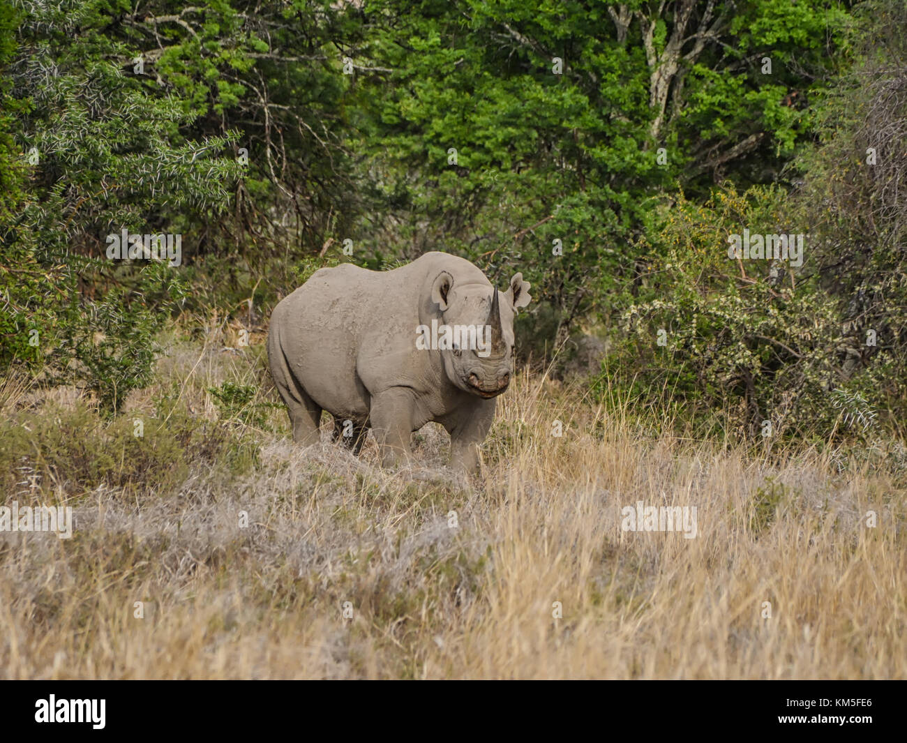 A Black Rhinoceros in Southern African savanna Stock Photo - Alamy