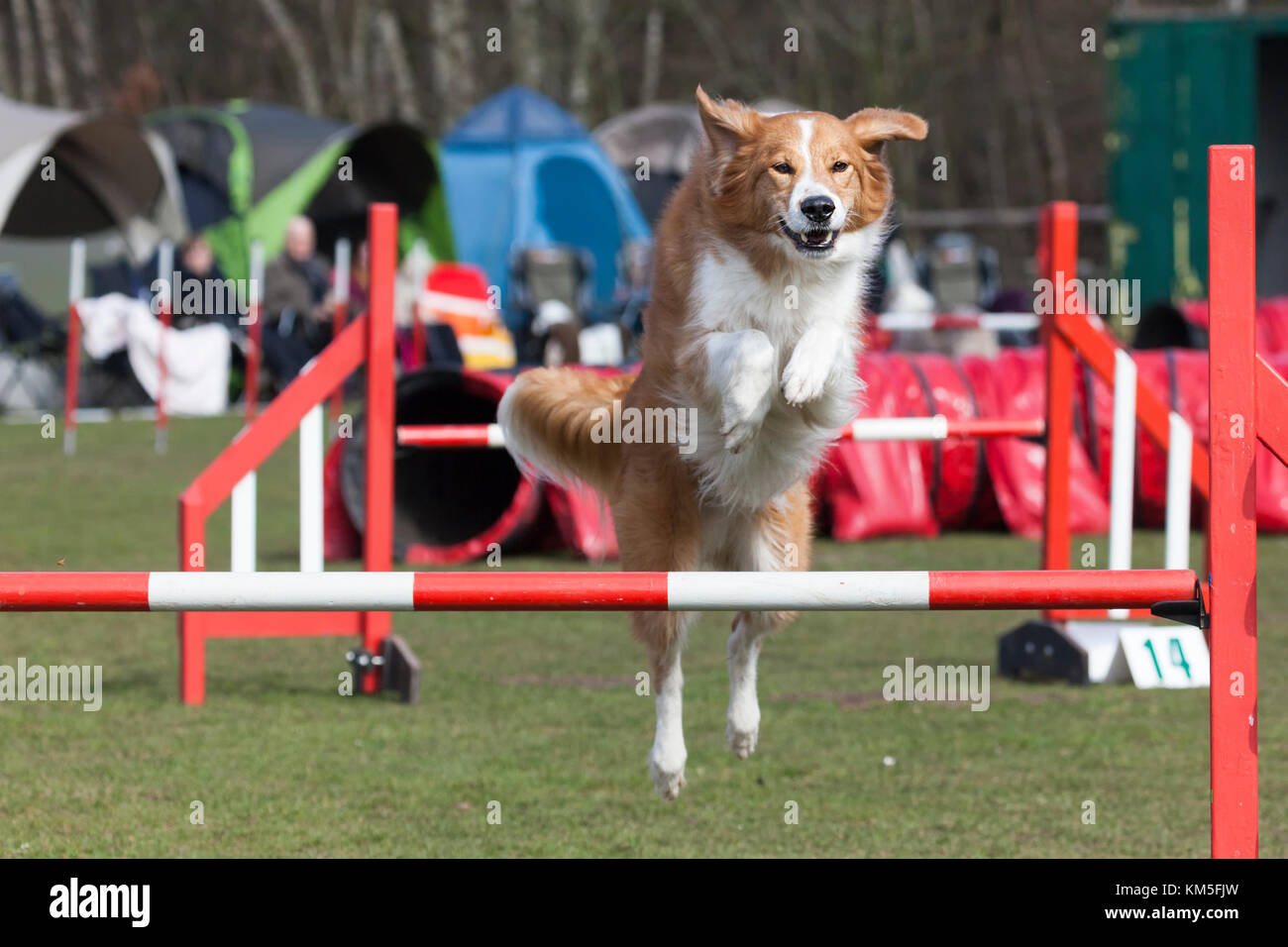 Mixed breed dog jumping across hurdle at agility course Stock Photo Alamy