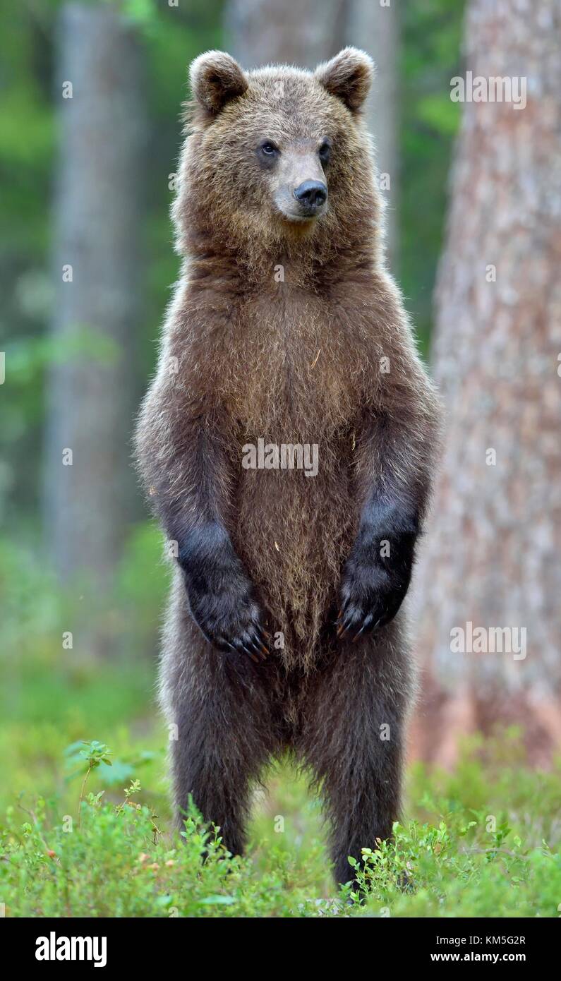The bear cub standing on hinder legs. Ursus Arctos ( Brown Bear) Stock Photo
