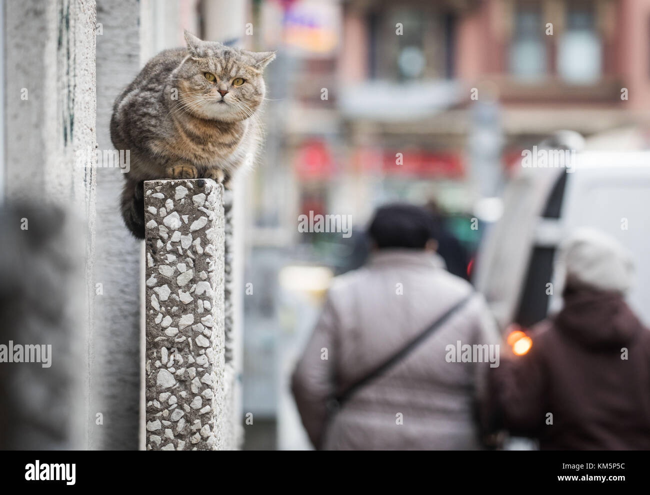 Cats on the railing hi-res stock photography and images - Alamy