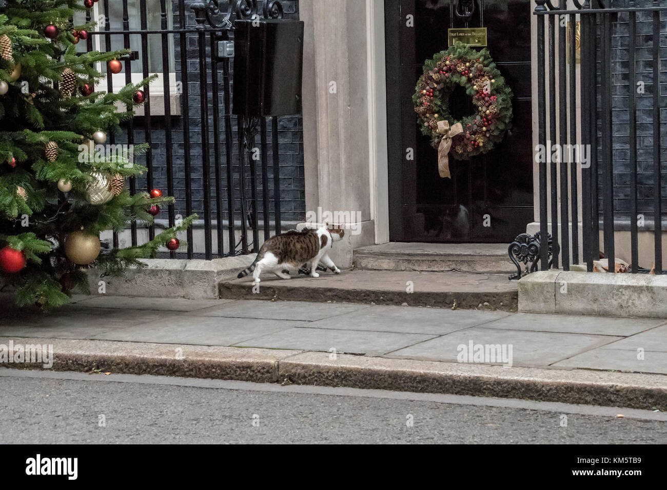 London, UK. 5th Dec, 2017. Larry the Downing Street Cat, walks past the Downing Street Christams treet to the front door of 10 Downing Street Credit: Ian Davidson/Alamy Live News Stock Photo