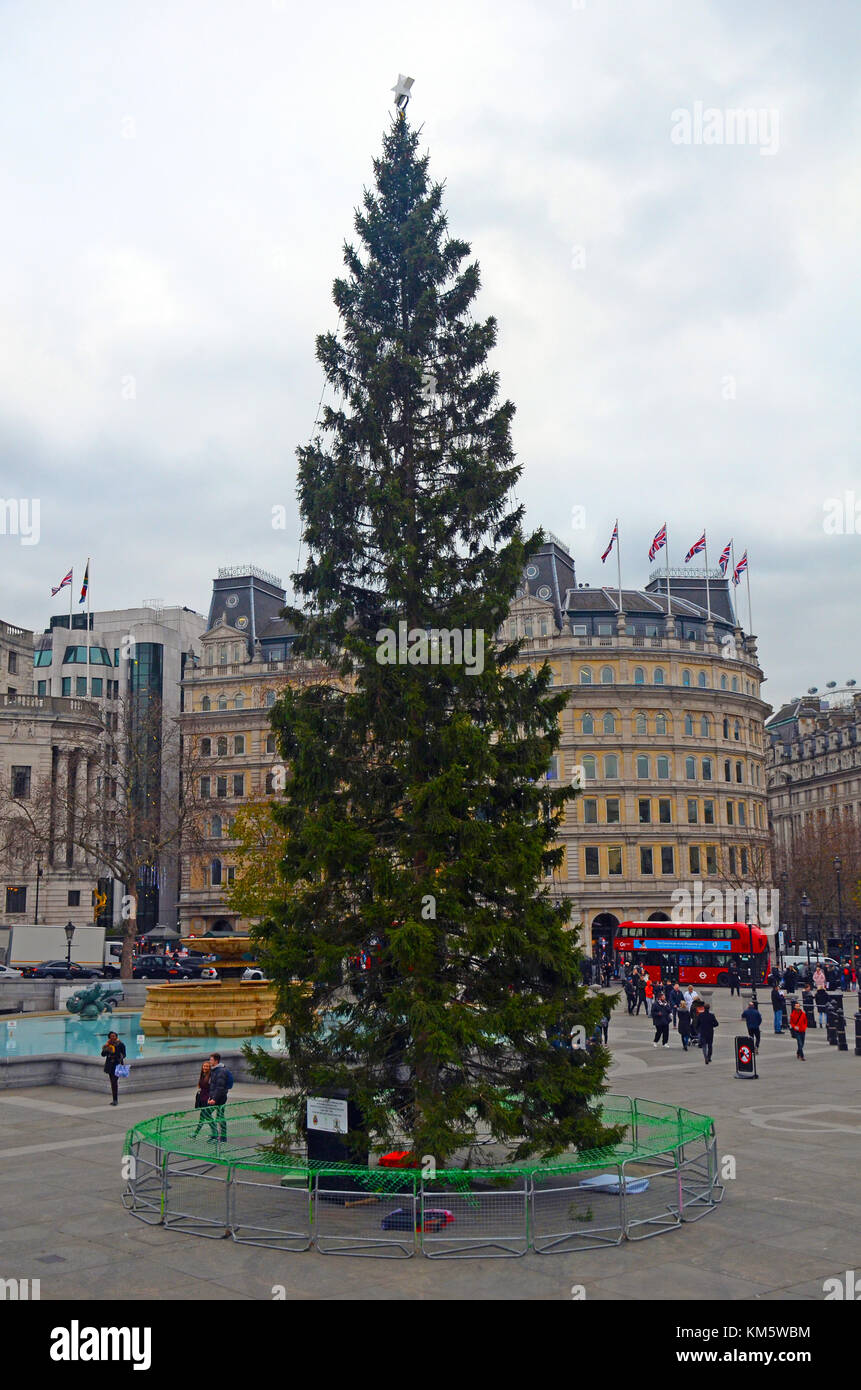 London, UK. 05th Dec, 2017. Norwegian gift tree erected in Trafalgar