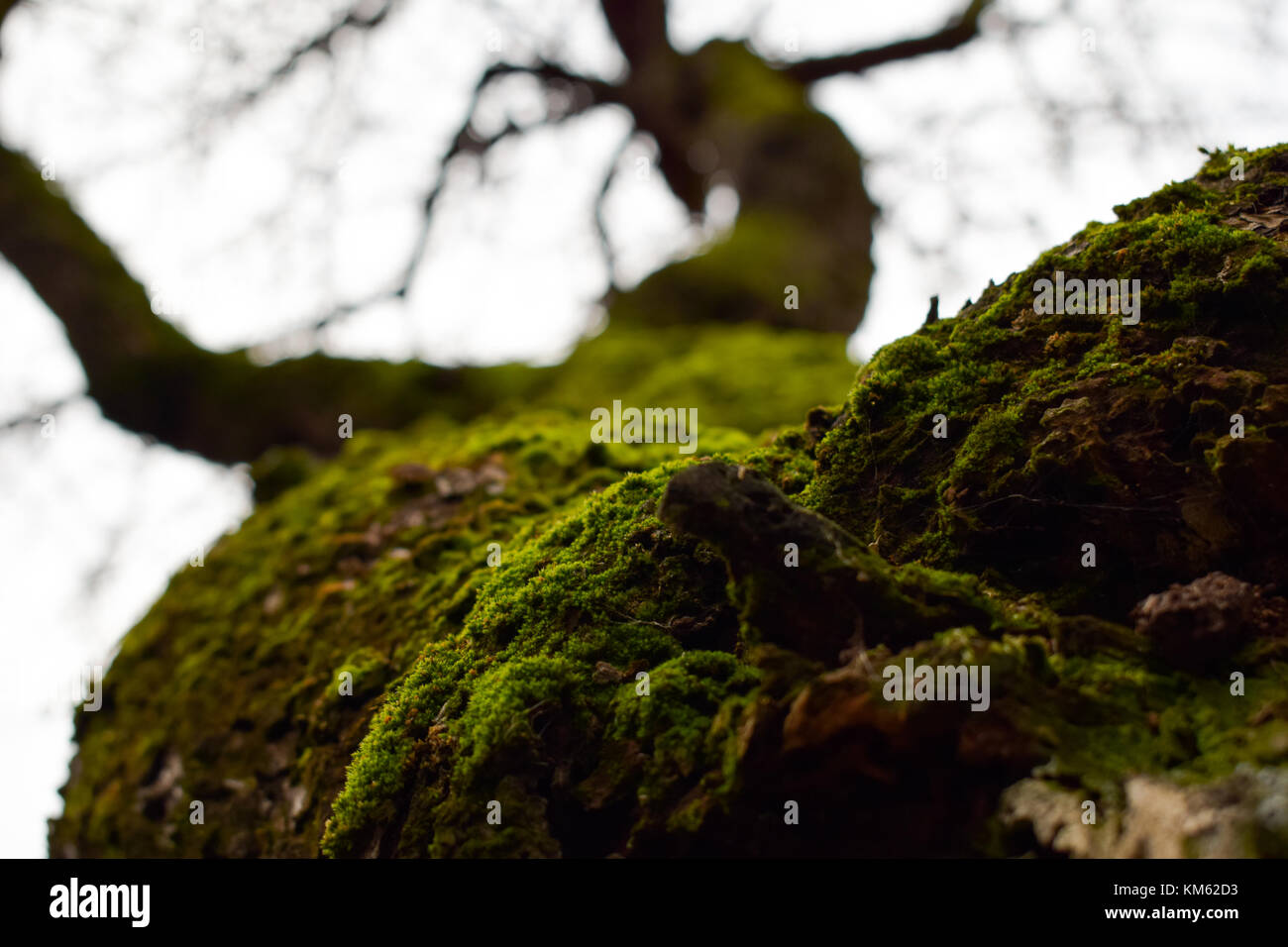 Fall foliage pear tree in hi-res stock photography and images - Alamy