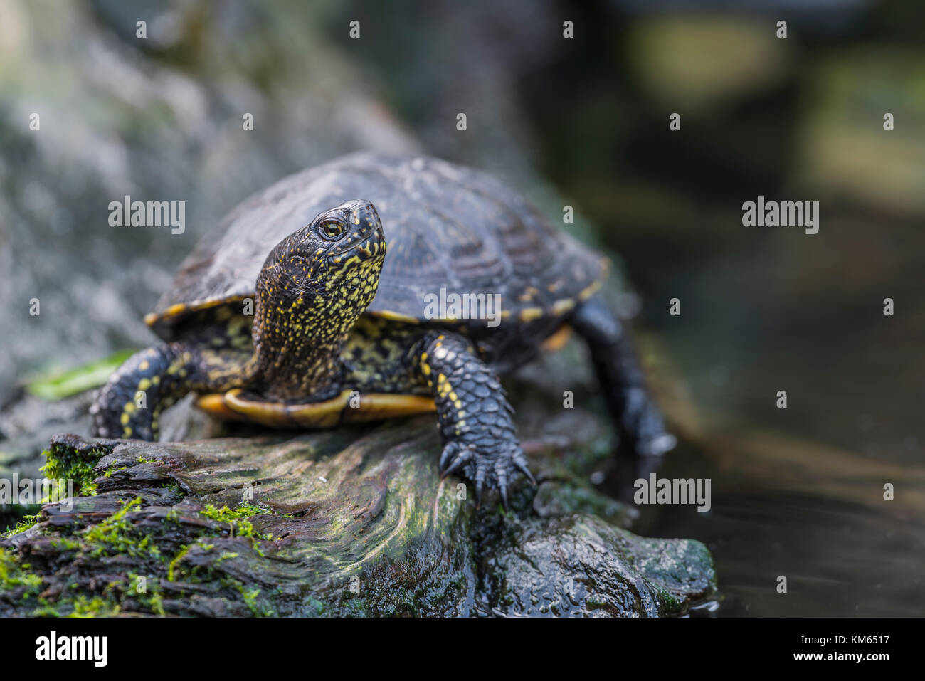 Europaeische Sumpfschildkroete, Emys orbicularis, European pond turtle Stock Photo