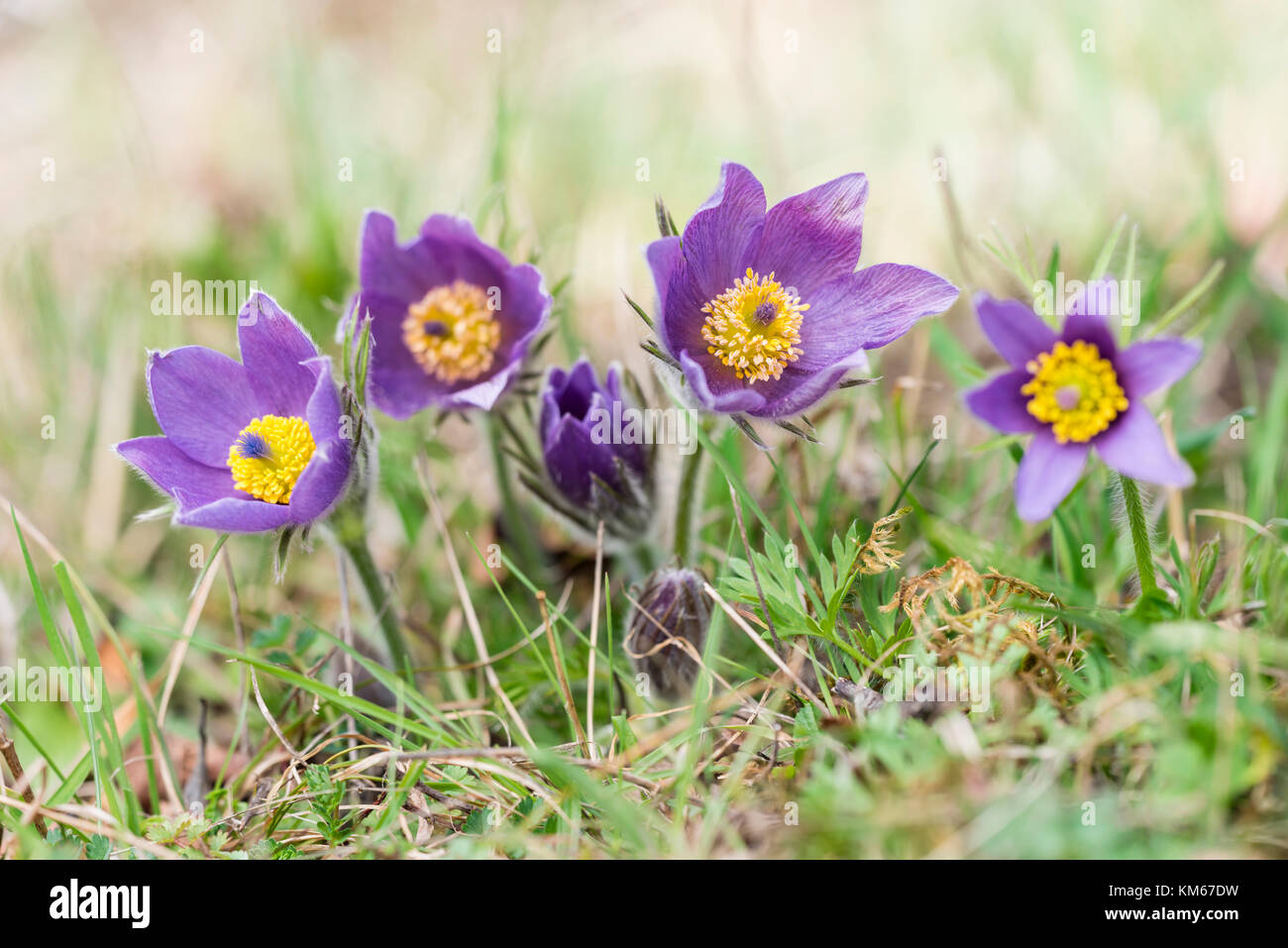 Gewoehnliche Kuechenschellen, Pulsatilla vulgaris, Pasque flower Stock Photo