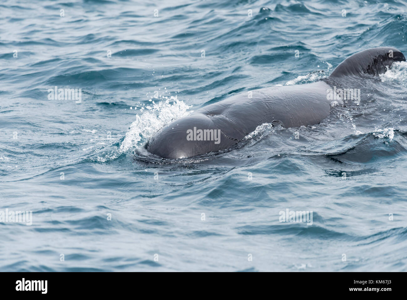 Gewoehnlicher Grindwal,Globicephala melas, Long-Finned Pilot Whale Stock Photo