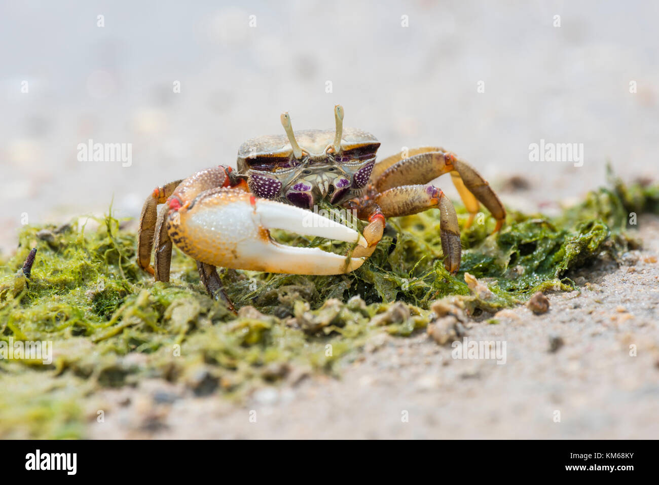 Maennliche Europaeische Winkerkrabbe, Uca tangeri, European Male Fiddler Crab Stock Photo