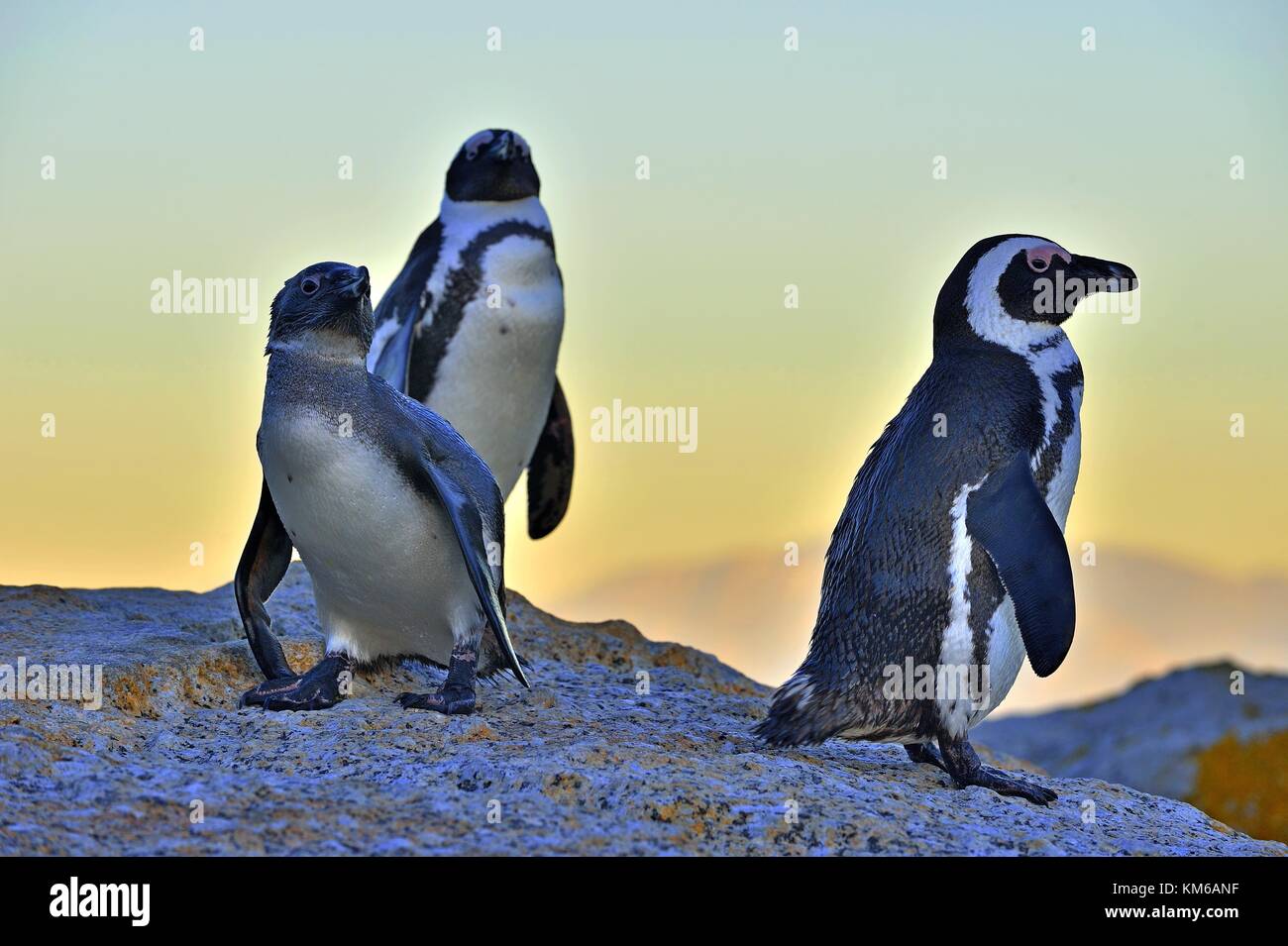 African penguins (spheniscus demersus) The African penguin on the shore in  evening twilight.  Red sunset sky. Stock Photo