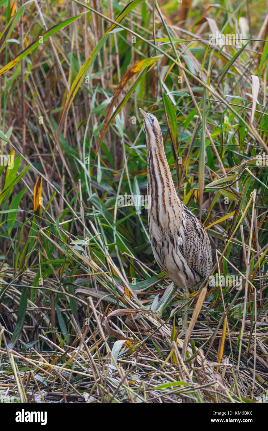 Rohrdommel, Botaurus stellaris, European Bittern Stock Photo - Alamy