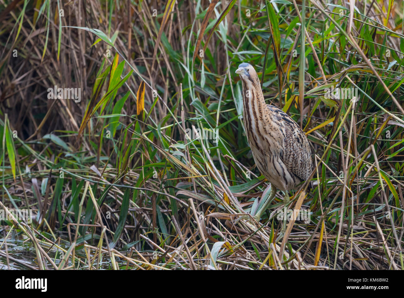 Rohrdommel, Botaurus stellaris, European Bittern Stock Photo - Alamy