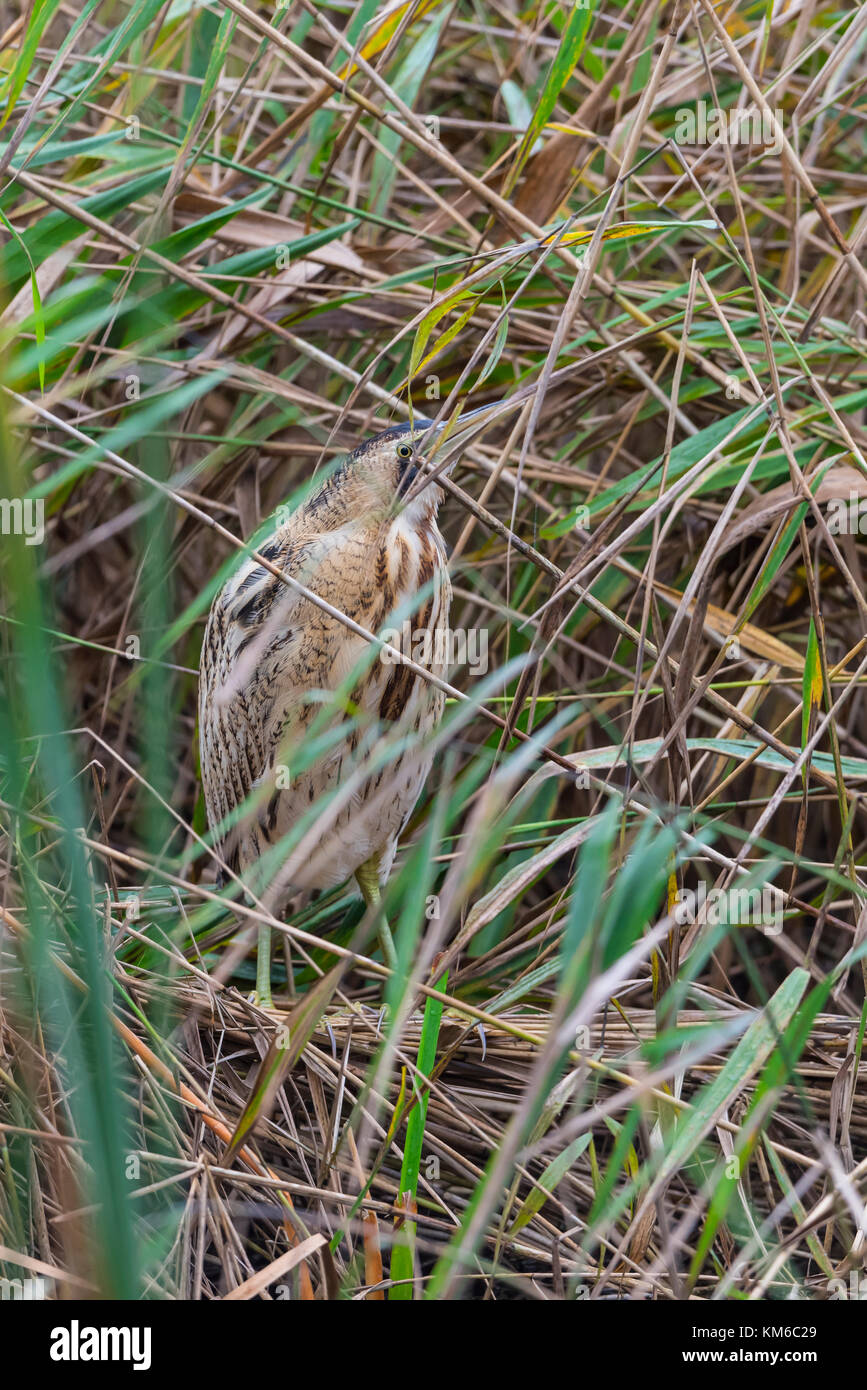 Rohrdommel, Botaurus stellaris, European Bittern Stock Photo - Alamy