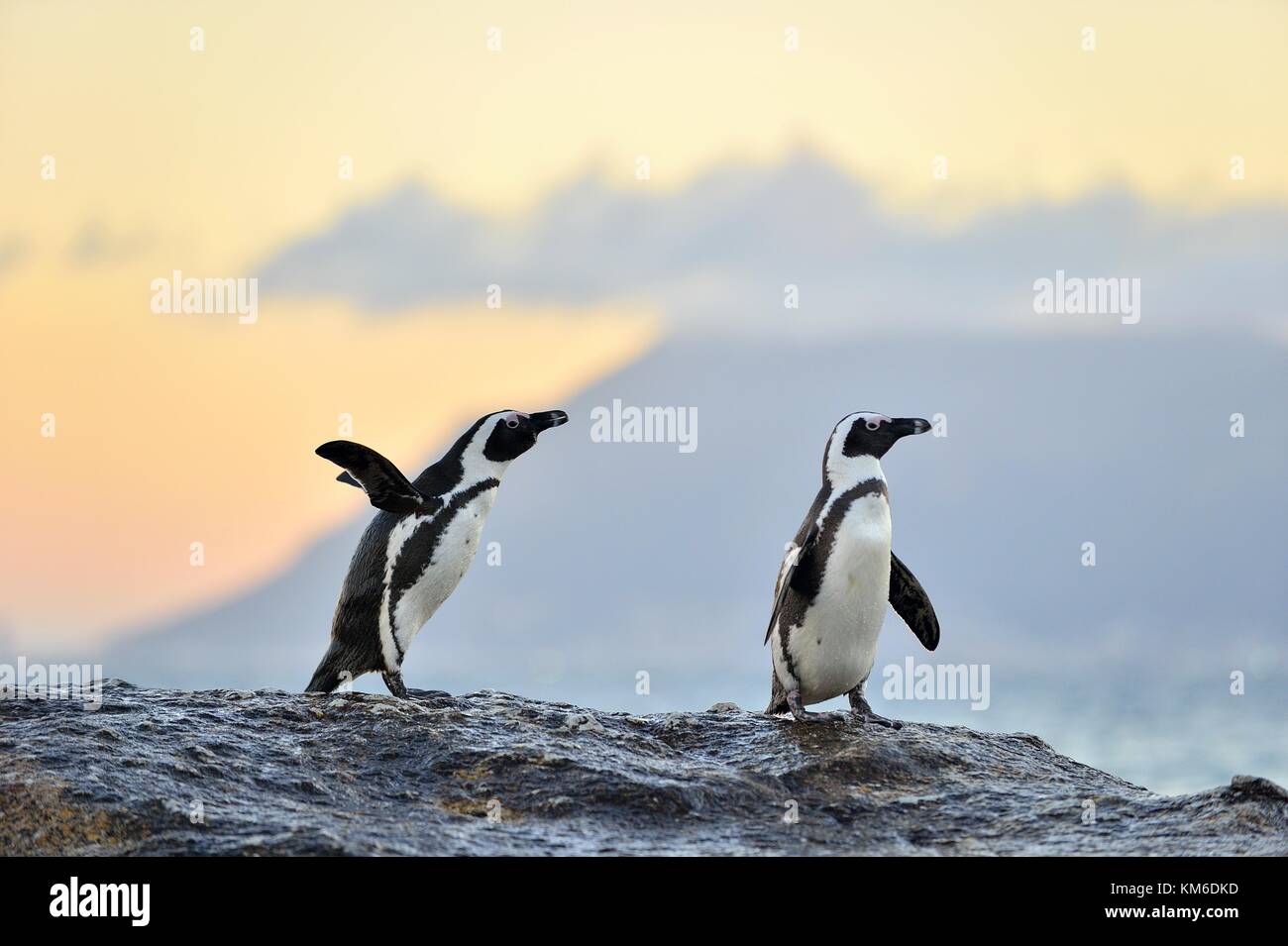 African penguins (spheniscus demersus) The African penguin on the shore in  evening twilight.  Red sunset sky. Stock Photo