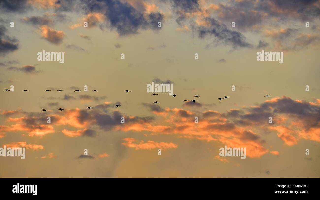 Birds in flight.  A flock of cranes flies at sunset. Grey bird with long neck.  Sunset sky with clouds background. Common Crane, Grus grus, big bird i Stock Photo