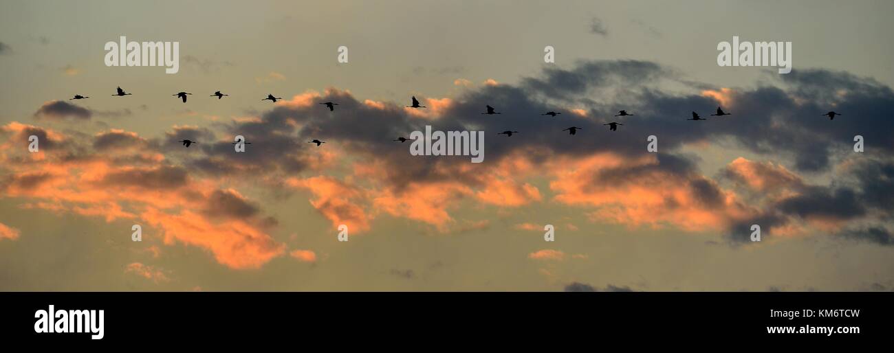 Birds in flight.  A flock of cranes flies at sunset. Grey bird with long neck.  Sunset sky with clouds background. Common Crane, Grus grus, big bird i Stock Photo