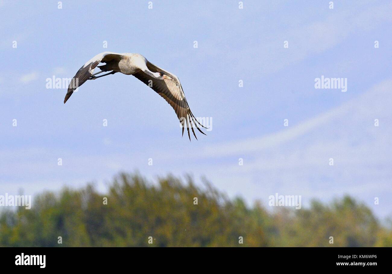 Bird in flight. Crane in  flight. The common crane (Grus grus), also known as the Eurasian crane. Stock Photo