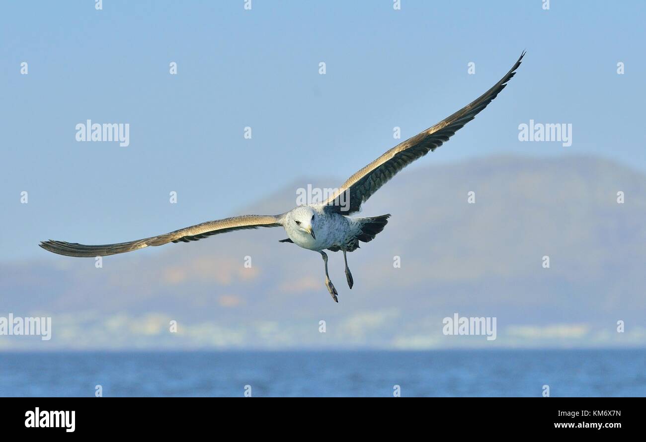 Bird in flight. Natural blue sky background. Flying Juvenile Kelp gull (Larus dominicanus), also known as the Dominican gull and Black Backed Kelp Gul Stock Photo