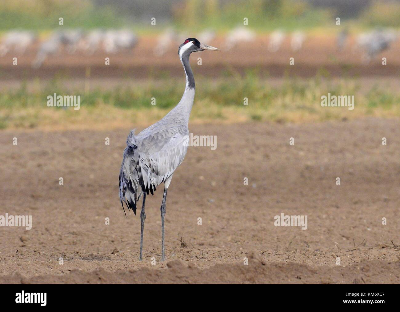 Cranes  in a field foraging.  Grey bird with long neck.  Common Crane, Grus grus, big bird in the natural habitat. Stock Photo