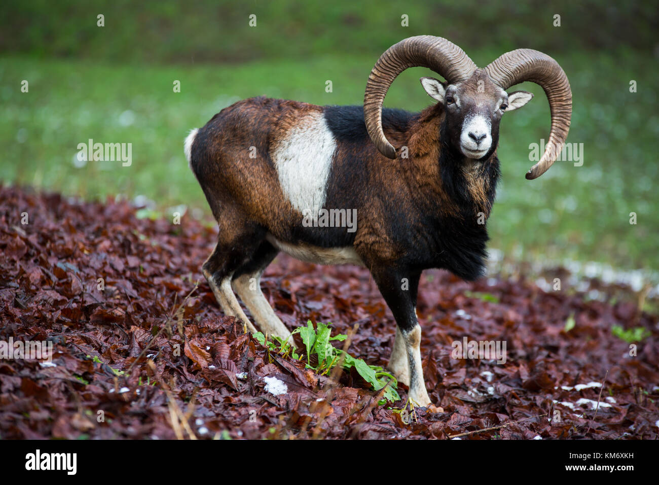 European mouflon, ram, Ovis gmelini musimon, winter coat [cap] Stock Photo