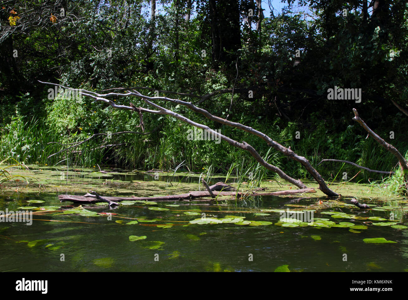 Submerged tree branches hi-res stock photography and images - Alamy