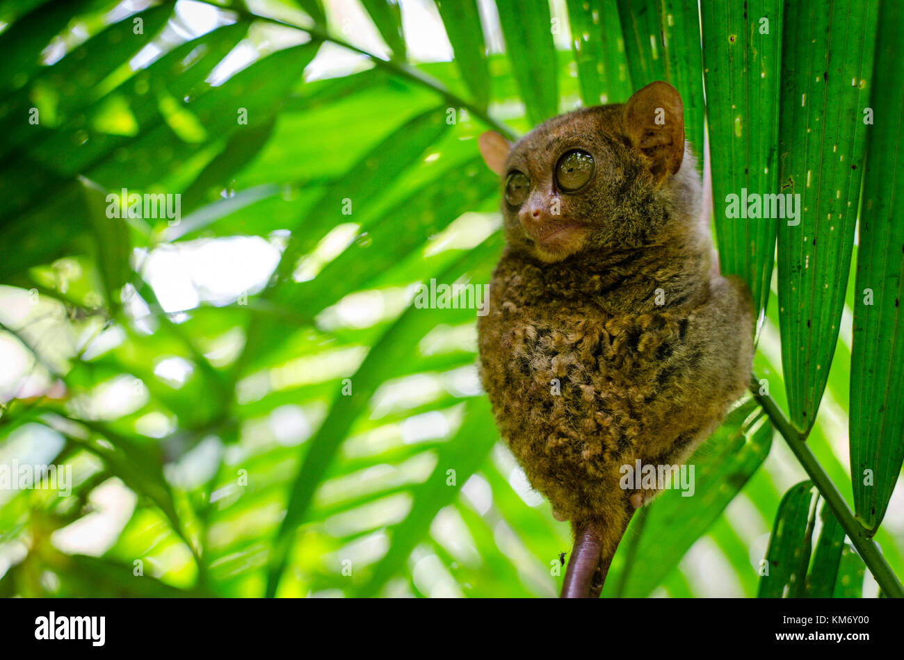 Tarsier monkey Bohol Philippines. Holding on to a branch with the eyes opened on a green background Stock Photo