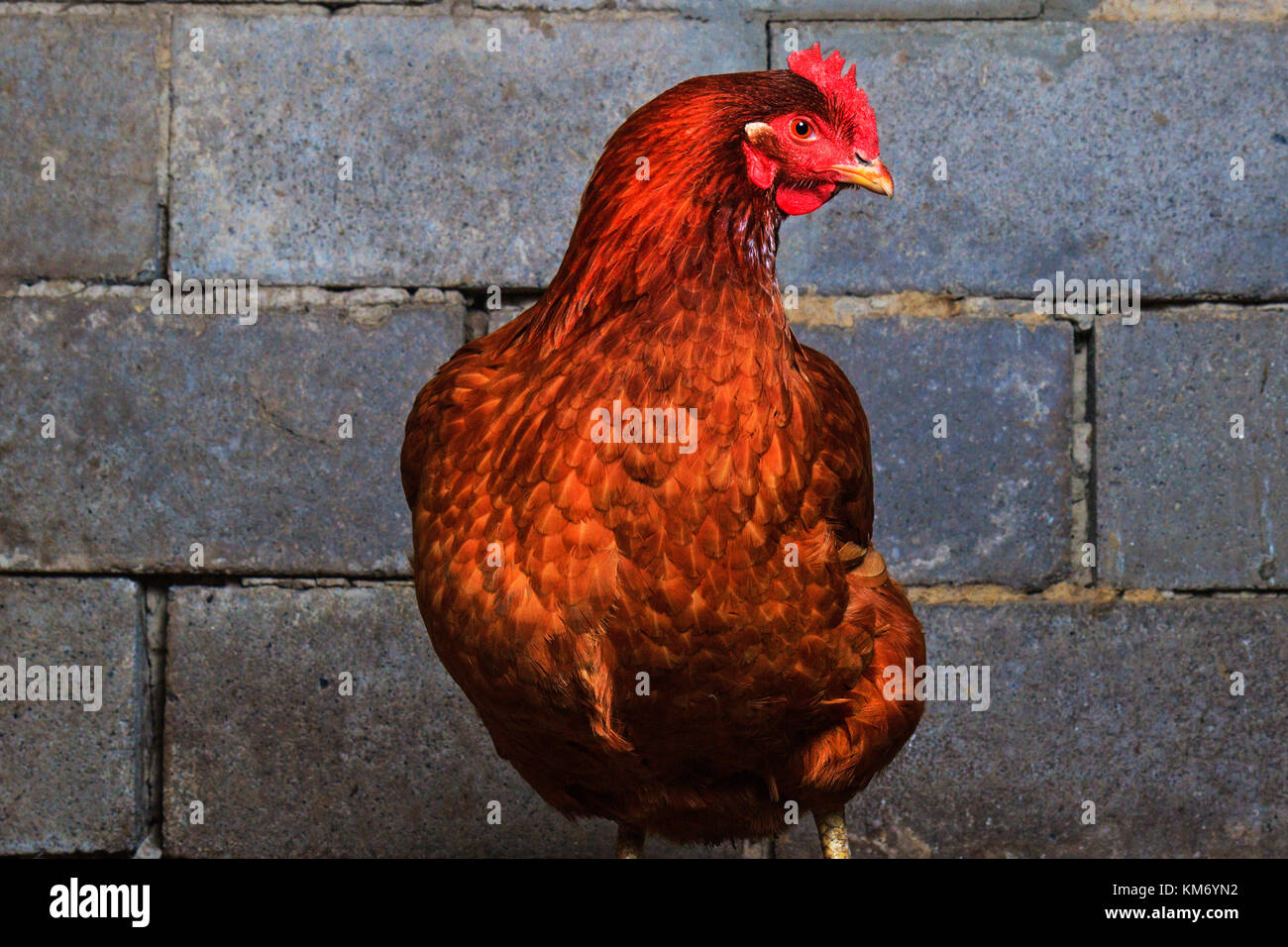 Chicken breed red Stock Photo