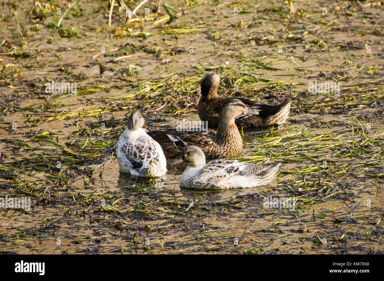 2 older Mallard ducks and 2 youngsters in pond full of water grass / weeds. Stock Photo
