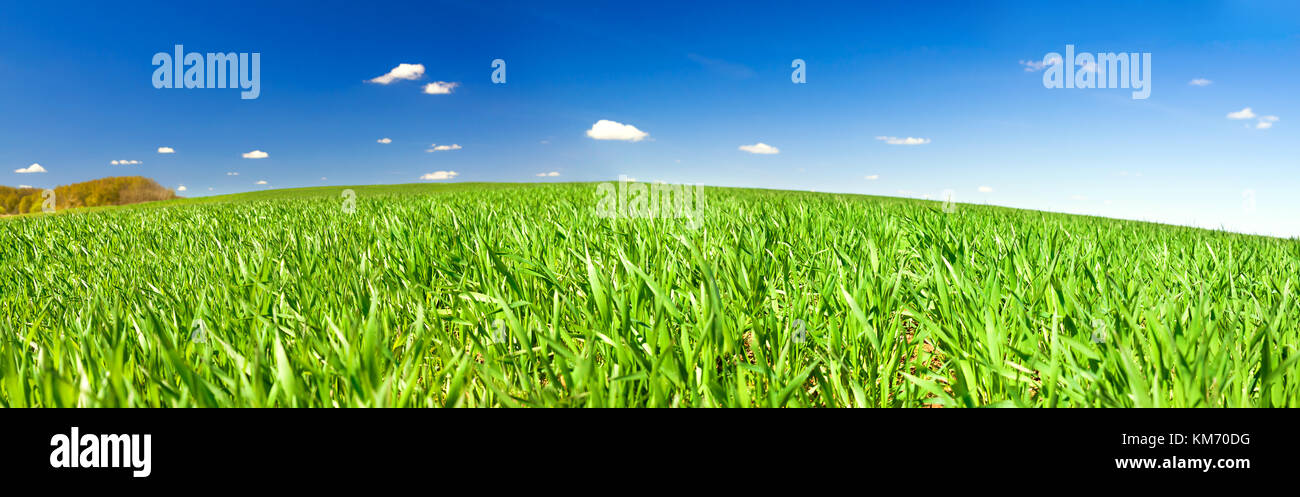 beautiful spring rural landscape with field and blue sky, a panorama ...