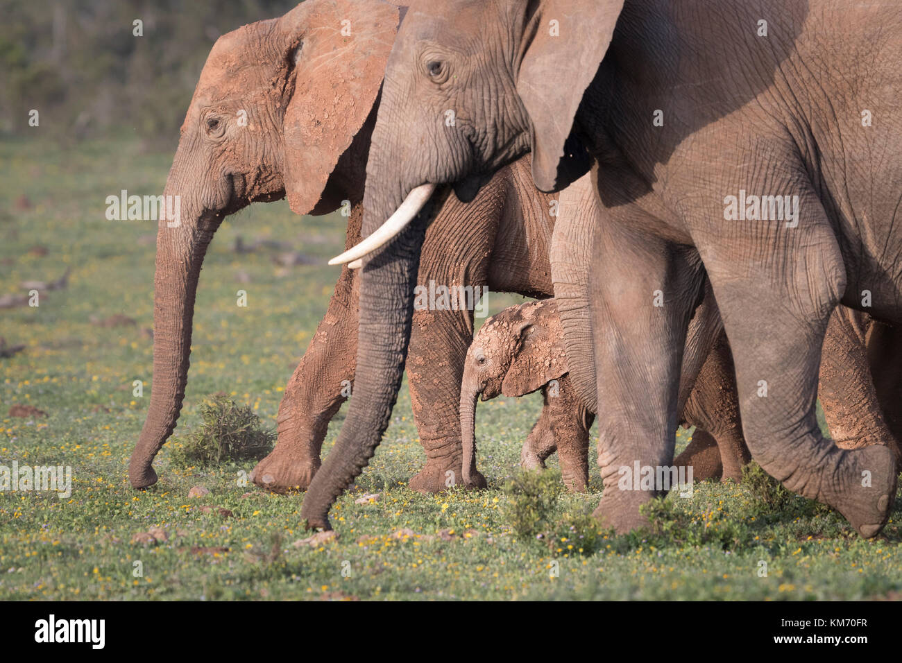 family group of elephants at Addo park, Eastern Cape South africa, surrounds a tiny baby, as they walk towards a waterhole for their evening bath. Stock Photo