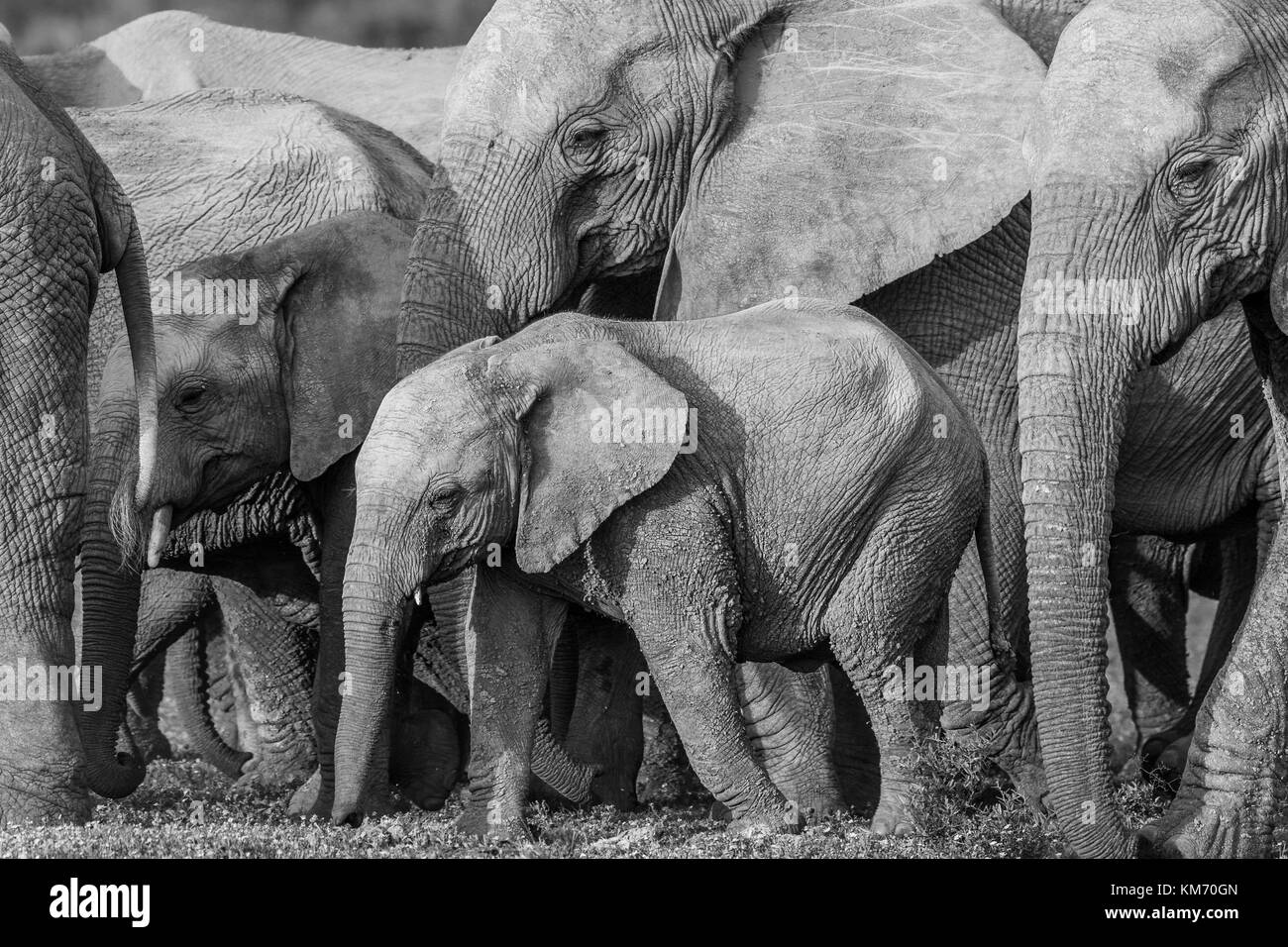 black and white close up image of a group of elephants surrounding a young one at Addo Elephant Park, Eastern Cape, South Africa.  Beautiful texture. Stock Photo