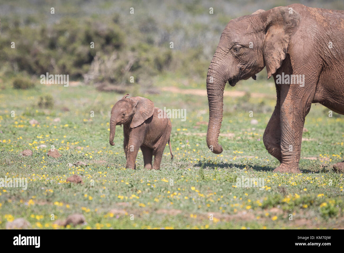 A  young baby elephant walks across a green field of spring flowers, closely followed by its protective mother, Eastern Cape, South Africa Stock Photo