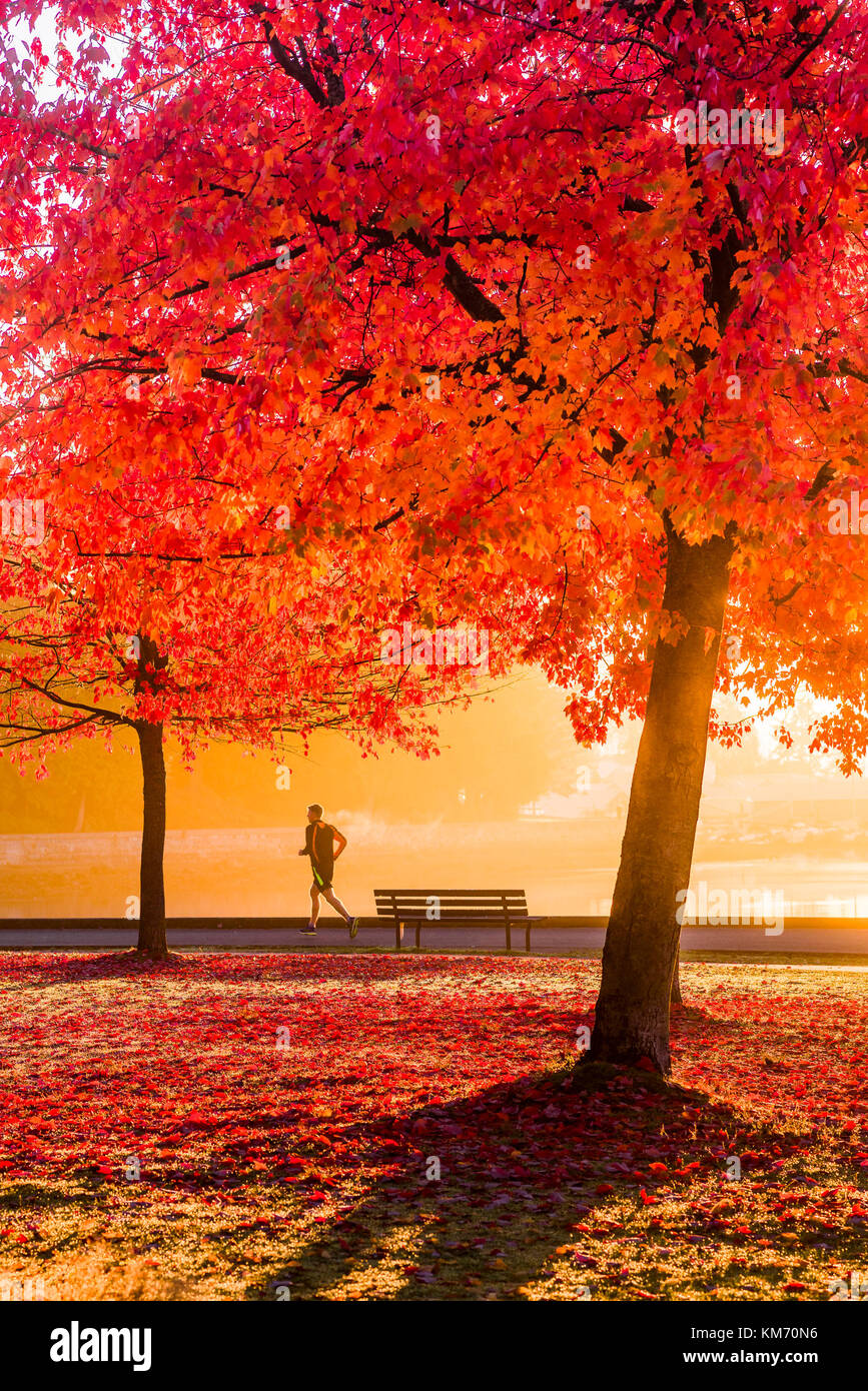 Jogger at sunrise with Fall colour, Stanley Park seawall, Vancouver, British Columbia, Canada. Stock Photo