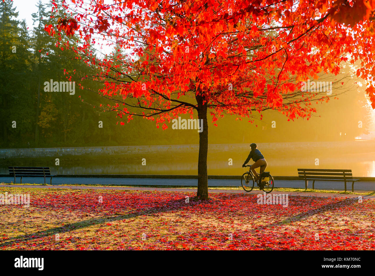 Cyclist at sunrise with Fall colour, Stanley Park seawall, Vancouver, British Columbia, Canada. Stock Photo